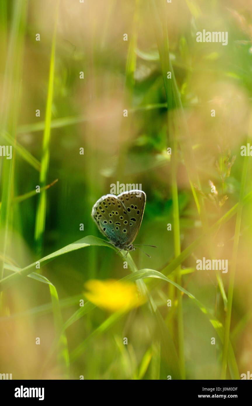 Seltene große blaue Schmetterling Stockfoto