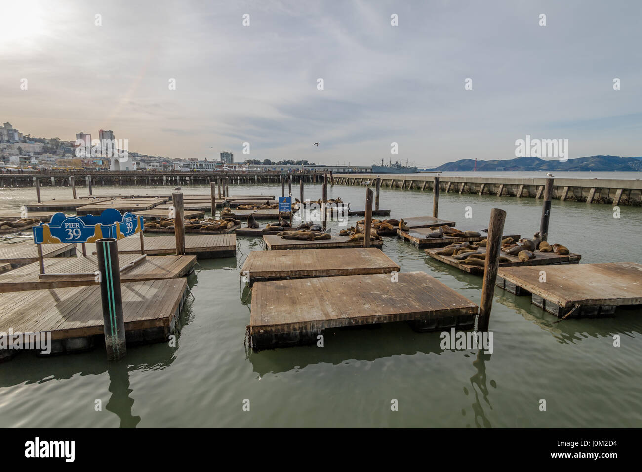 SAN FRANCISCO, USA - 26. Dezember 2016: Seelöwen Pier 39 am Fishermans Wharf - San Francisco, Kalifornien, USA Stockfoto
