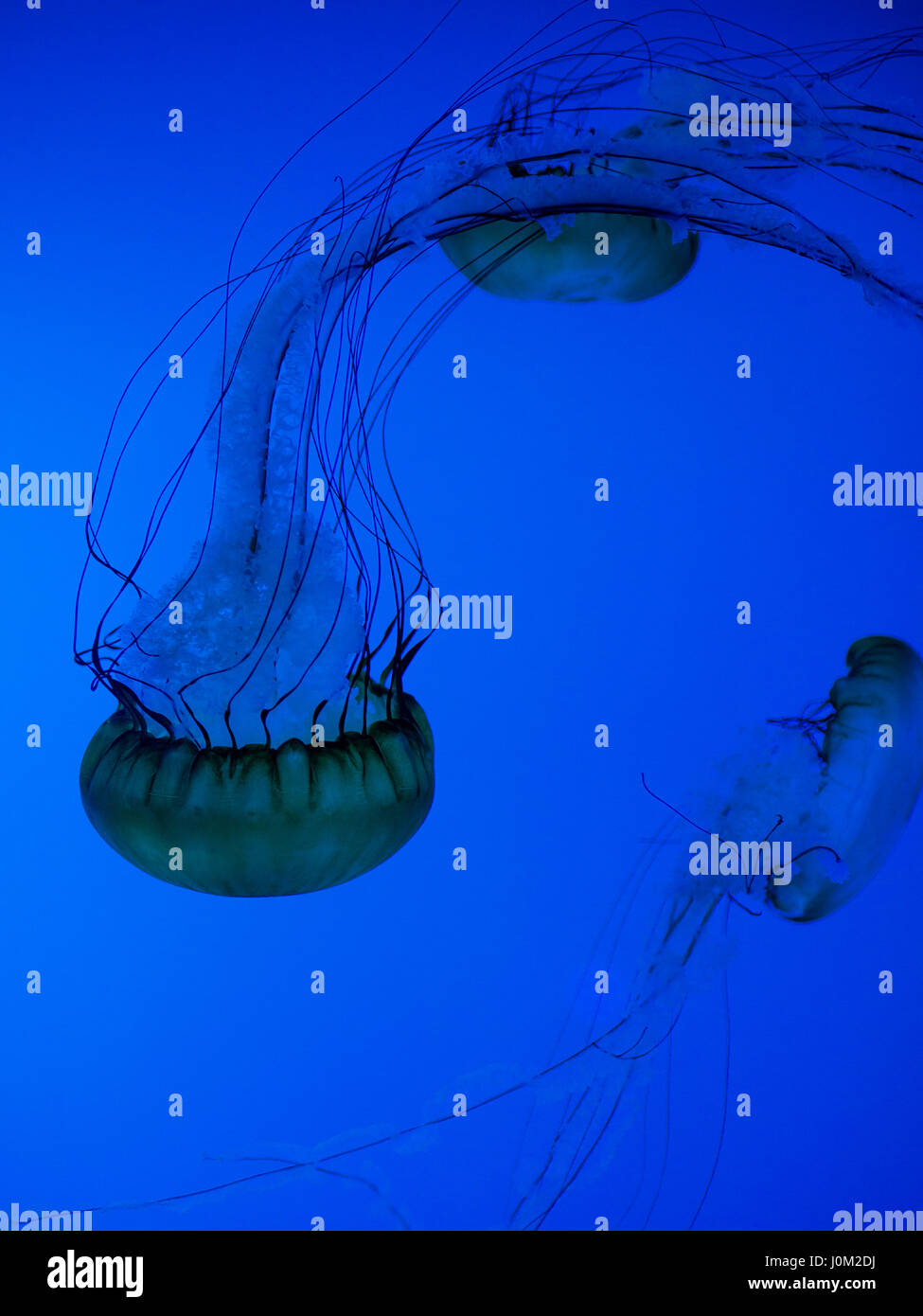 Pazifischen Meer Brennnessel Qualle im Aquarium von Quebec Stockfoto