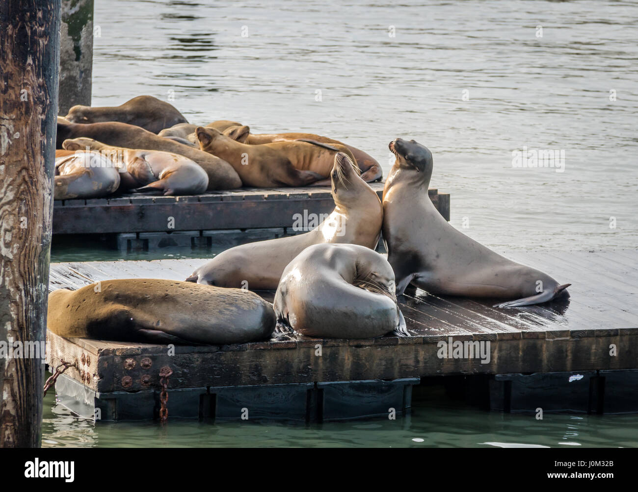 Seelöwen Pier 39 am Fishermans Wharf - San Francisco, Kalifornien, USA Stockfoto