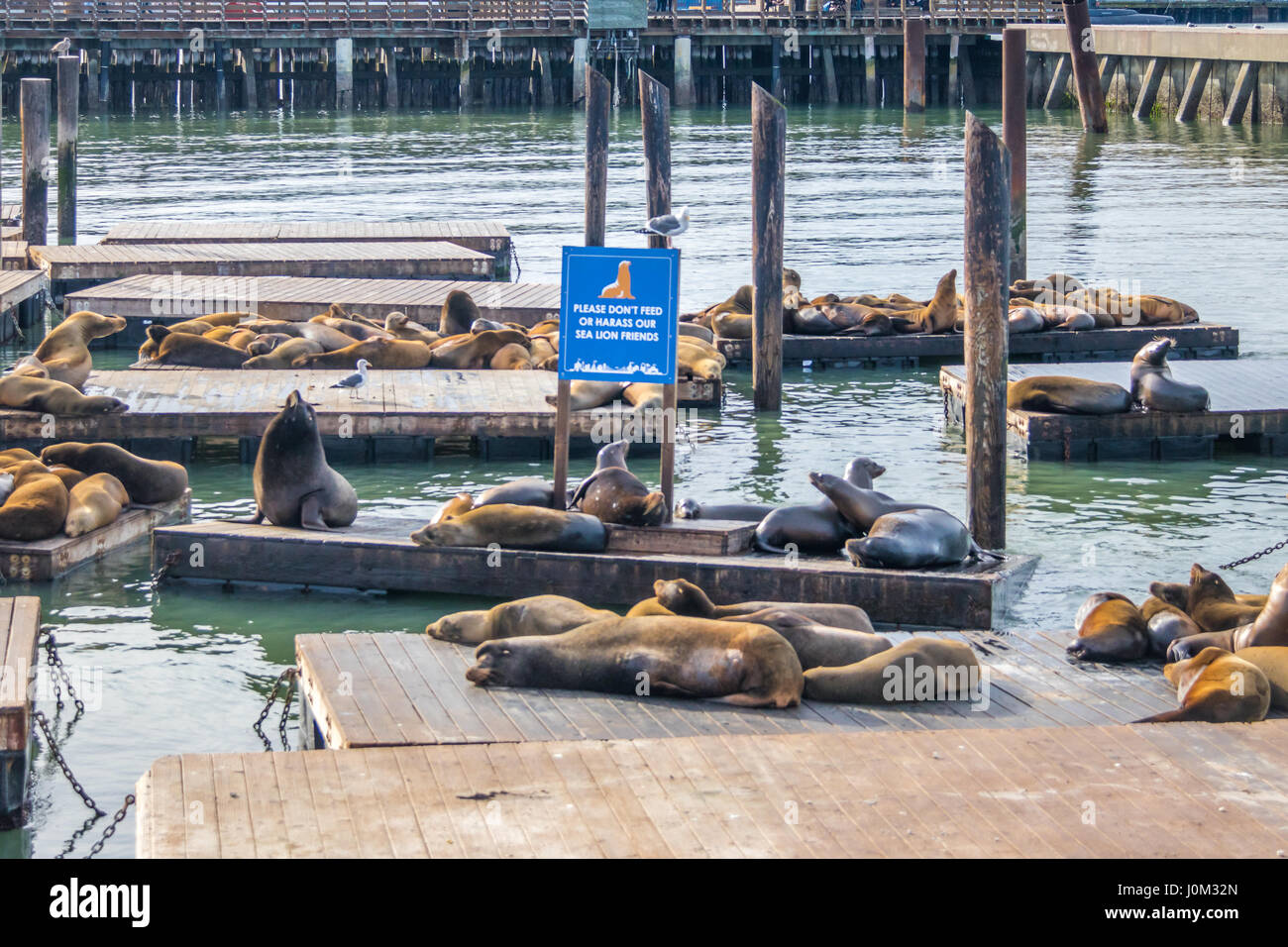 Seelöwen Pier 39 am Fishermans Wharf - San Francisco, Kalifornien, USA Stockfoto