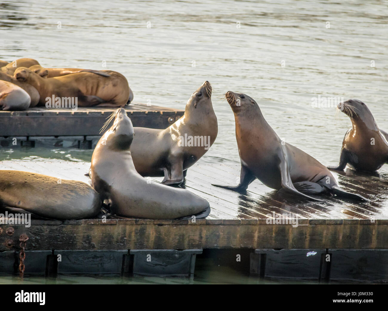 Seelöwen Pier 39 am Fishermans Wharf - San Francisco, Kalifornien, USA Stockfoto