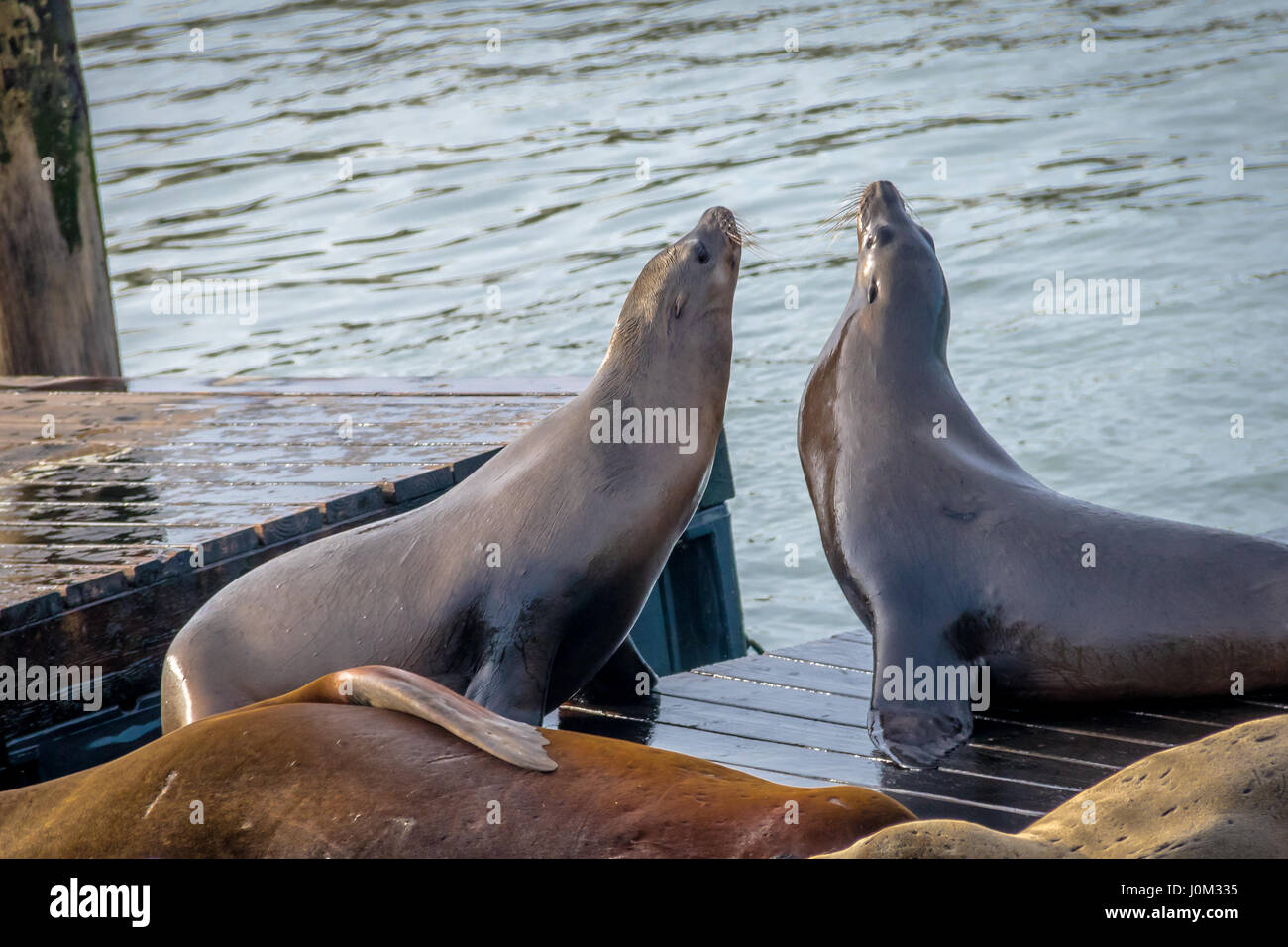 Seelöwen Pier 39 am Fishermans Wharf - San Francisco, Kalifornien, USA Stockfoto