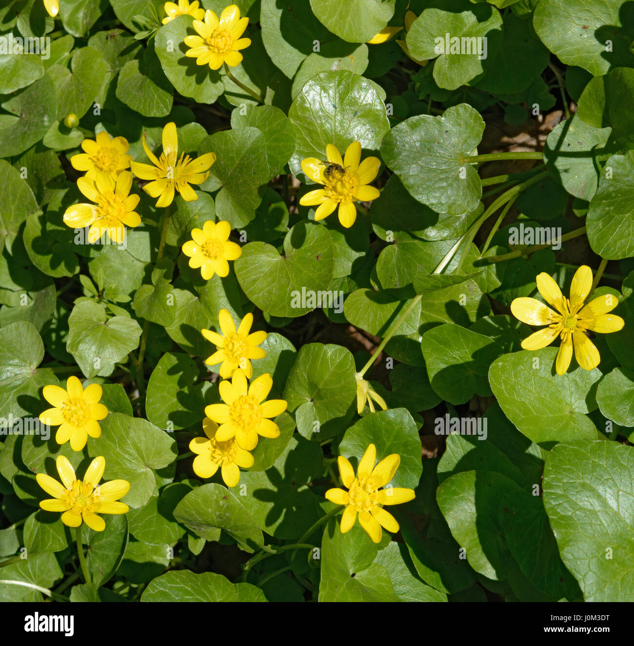 Viele leuchtend gelbe Blüten der Fig Buttercup (Ficaria Verna) sind unter den grünen Blättern in hellem Sonnenlicht als natürlichen Hintergrund. Stockfoto