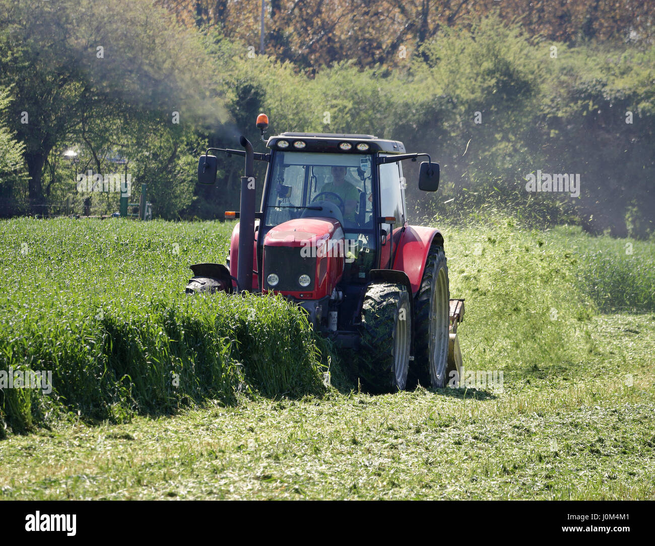Traktor mit Anhänger schneiden Pflanzen in einem englischen Feld Stockfoto