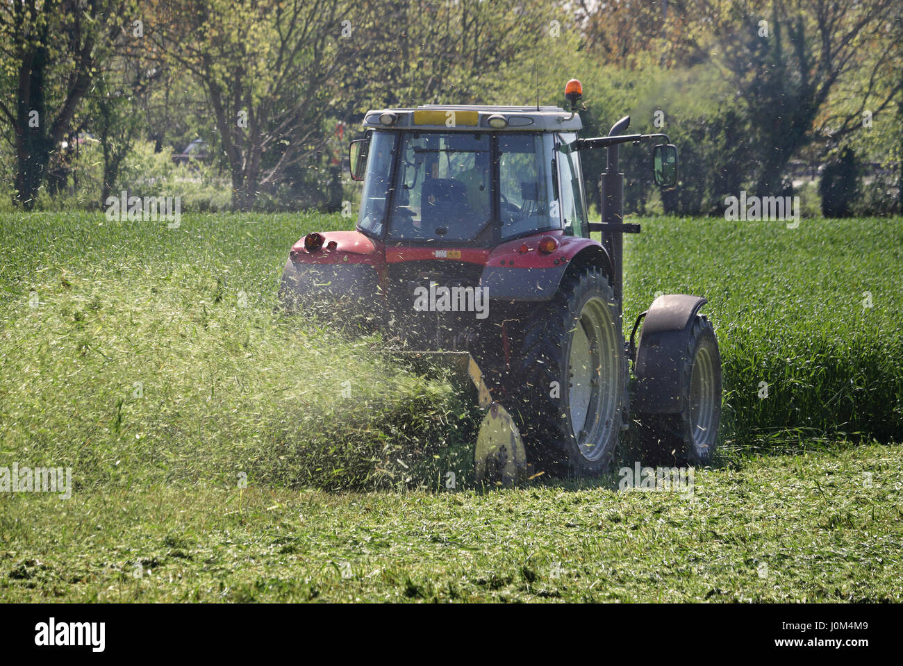 Traktor mit Anhänger schneiden Pflanzen in einem englischen Feld Stockfoto
