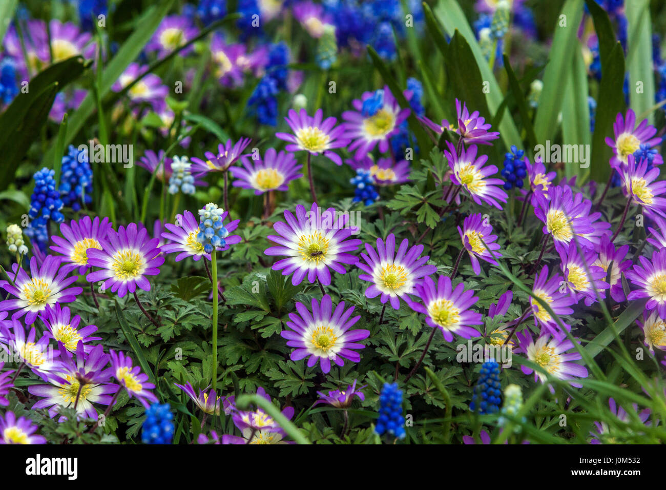 Anemone Blanda „Pink Star“, bekannt als Balkananemone, griechische Windblume oder Winterwindblume in Blüte, Muscari Stockfoto