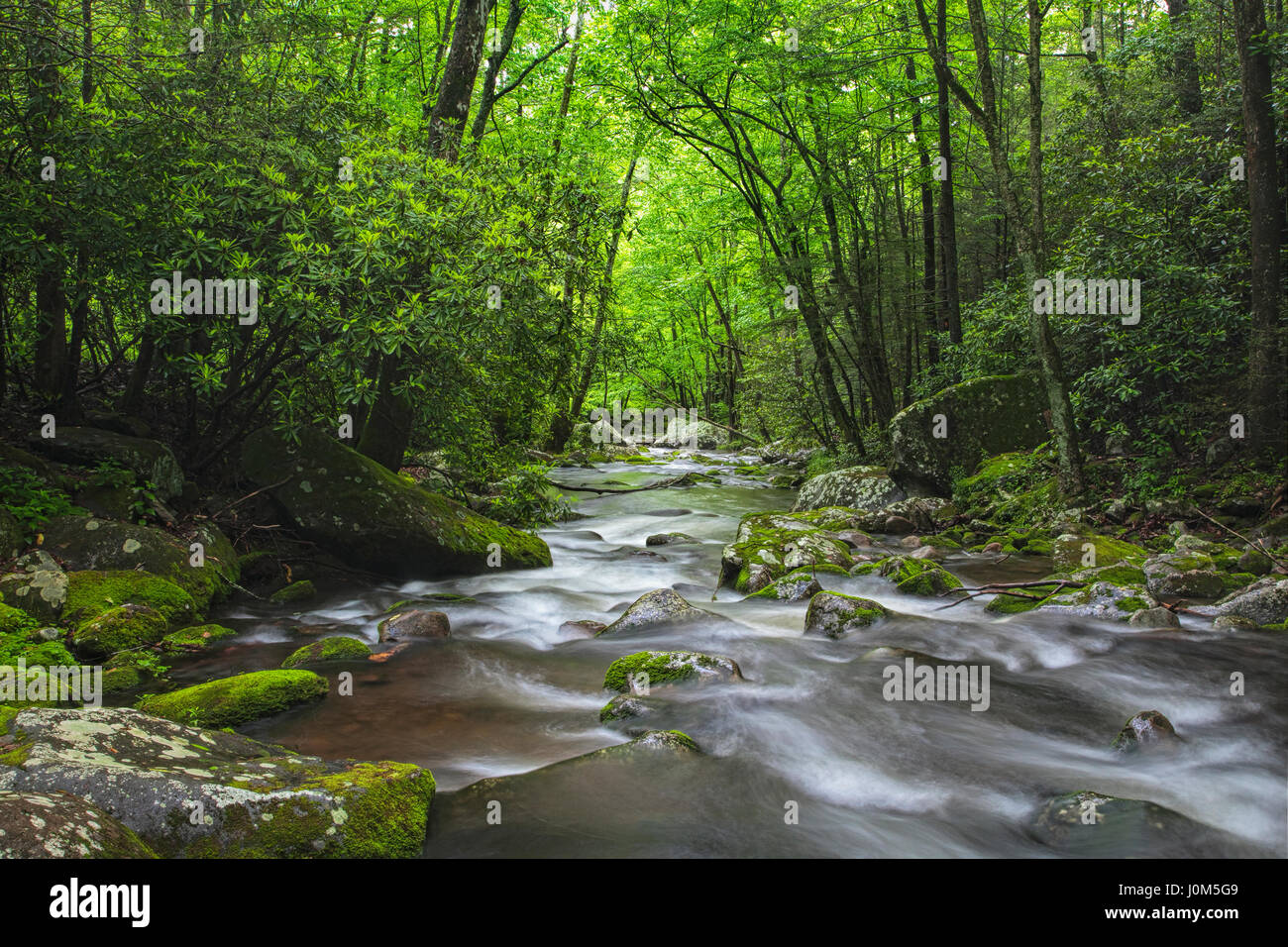 Entspannende Roaring Fork Creek entlang der Roaring Fork Motor Tour in den Great Smoky Mountains Nationalpark Tennessee USA Stockfoto