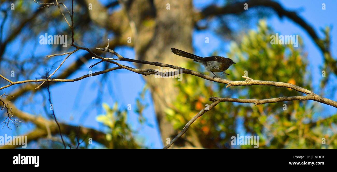 Graues Fantail Vogel zu Fuß entlang einer Zweigniederlassung Stockfoto