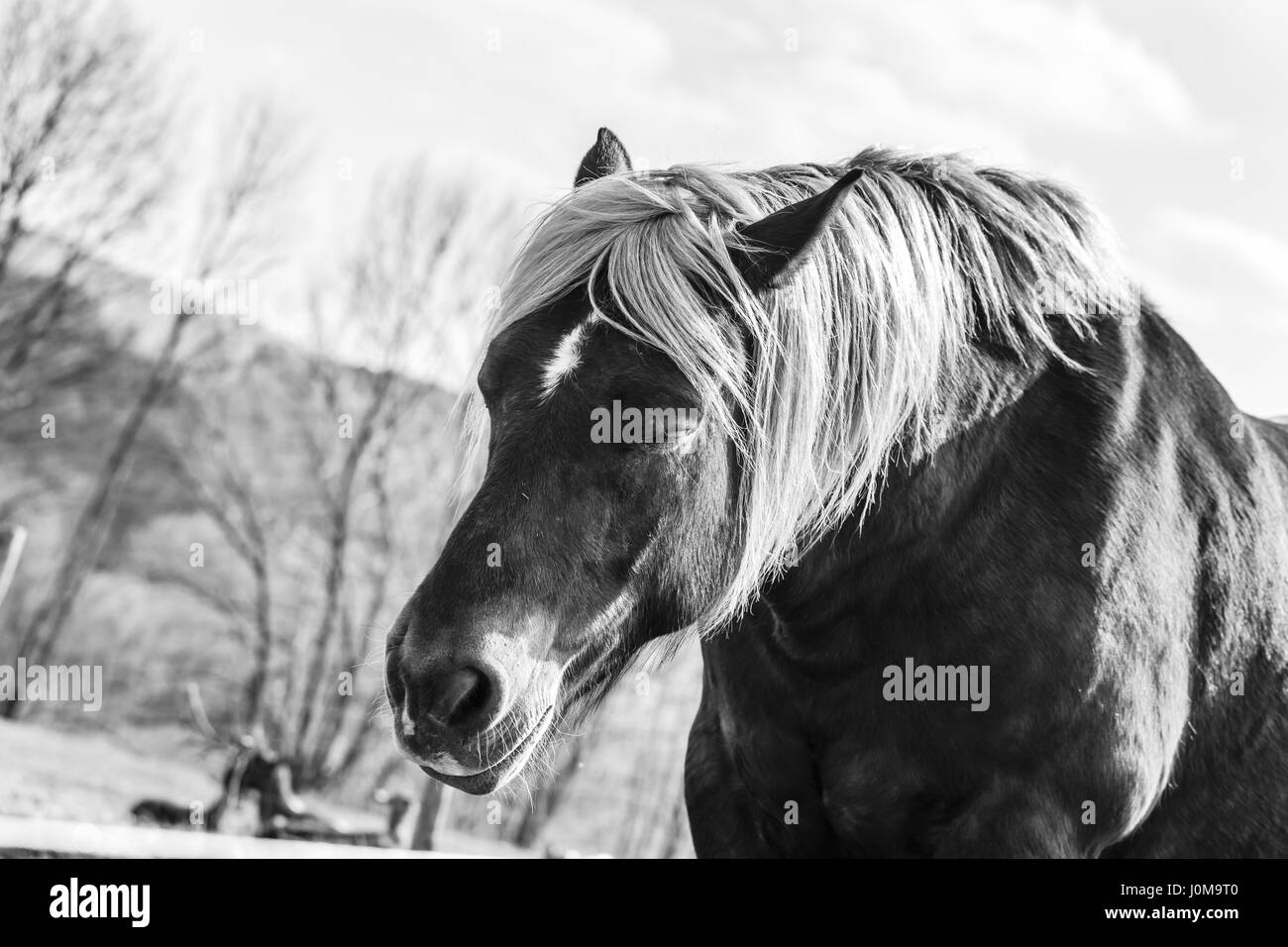 Brabançon belgische Pferd auf Ackerland Weideland, Elsass, Frankreich Stockfoto