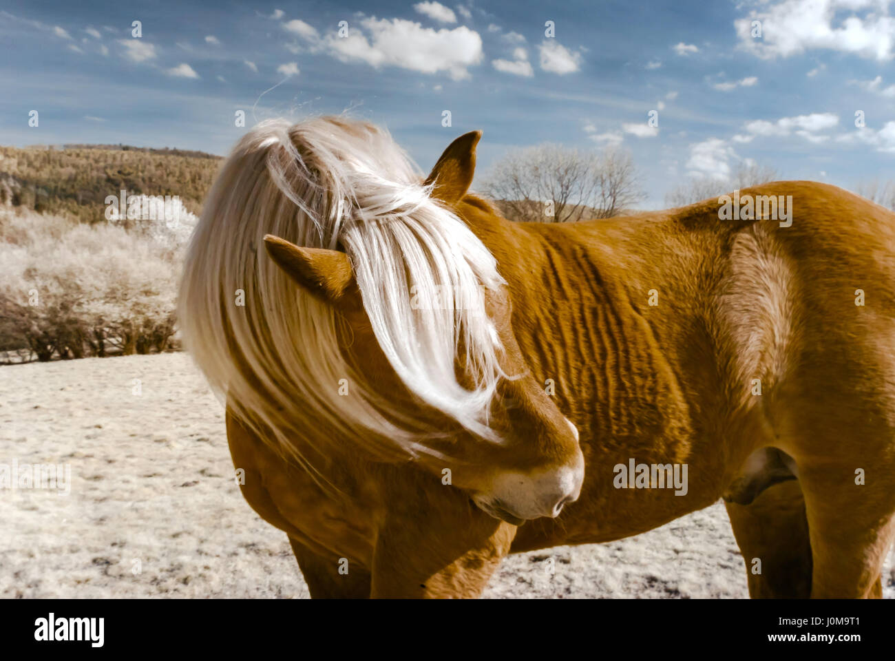 Brabançon belgische Pferd auf Ackerland Weideland, Elsass, Frankreich. Infrarot-Porträt. Stockfoto