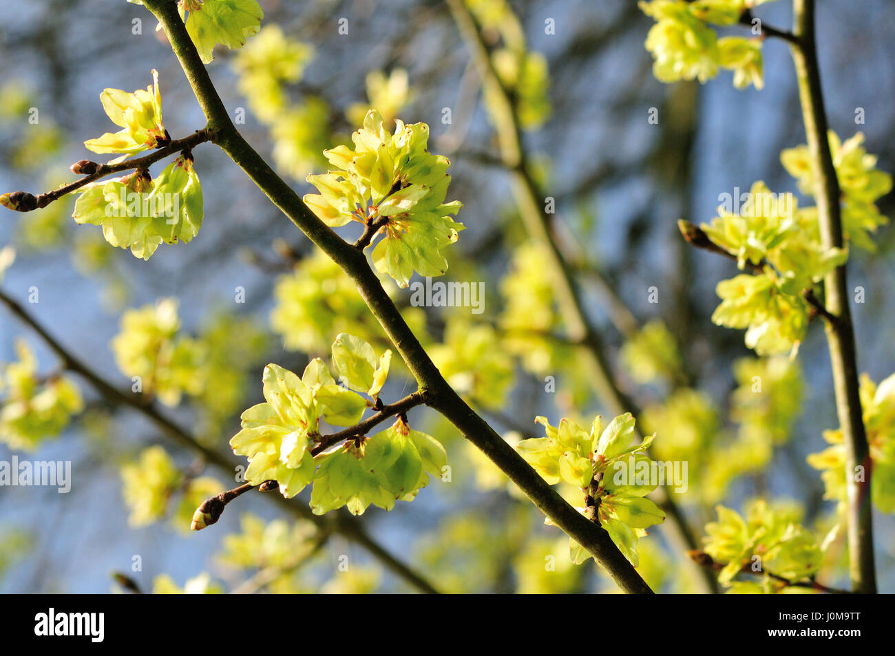 Wych Ulme (Ulmus Glabra) Stockfoto