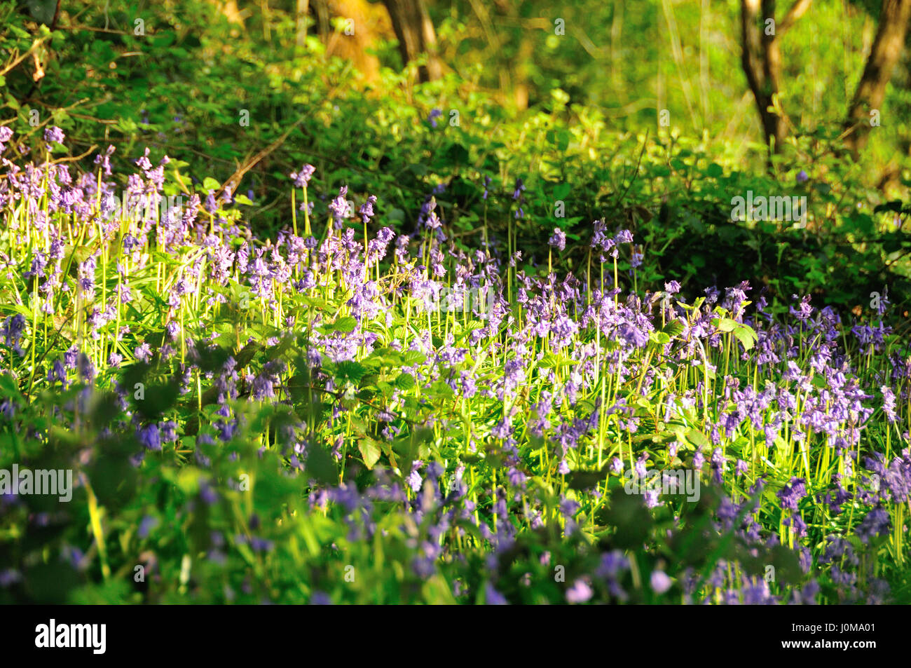 Bluebell (Hyacinthoides non-scripta) im Sonnenschein in Wäldern, England, Großbritannien Stockfoto