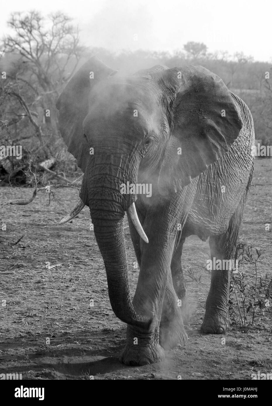 Elefanten, die Abkühlung durch Staub baden Stockfoto