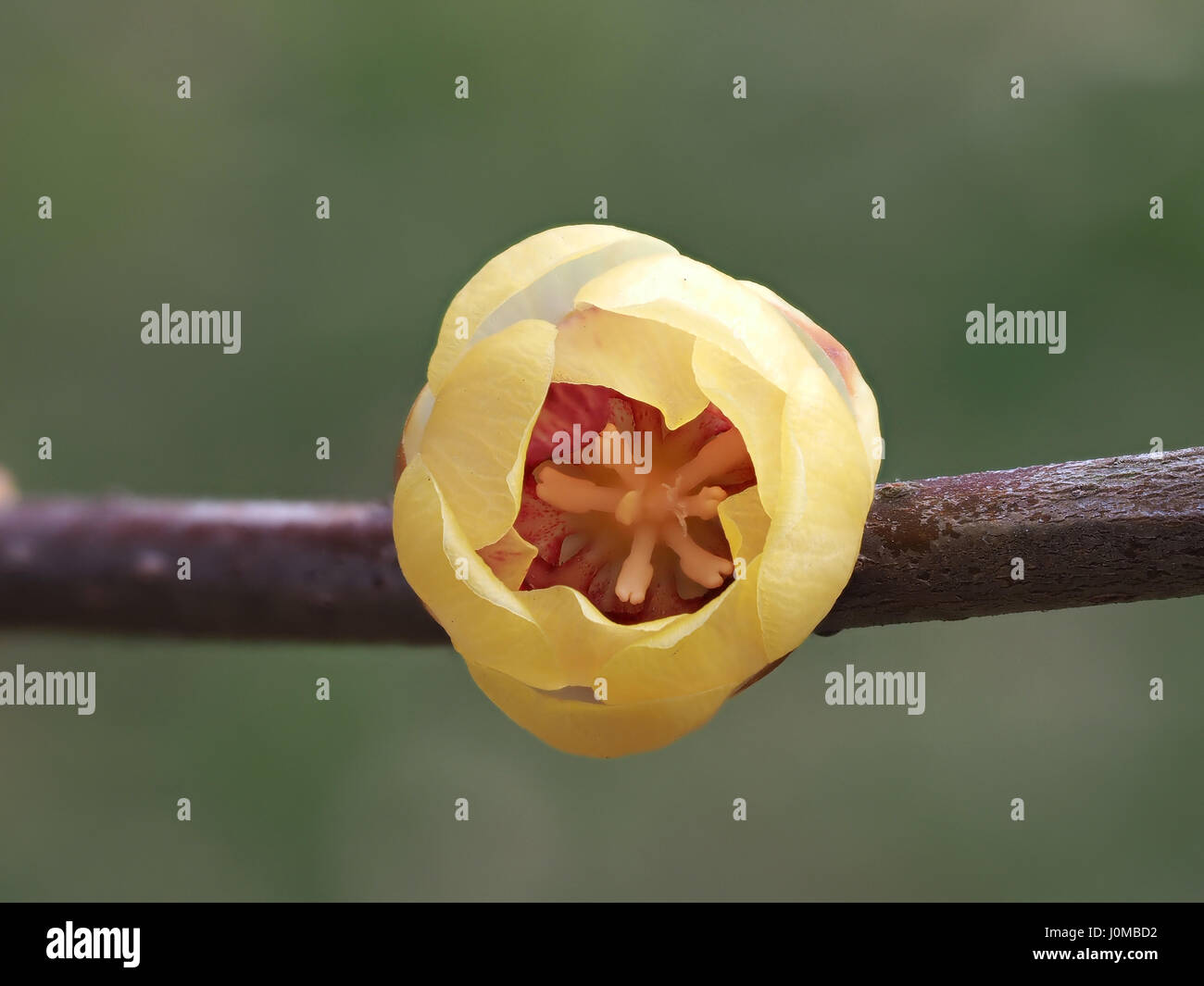 Chimonanthus Praecox Wintersweet Stockfotos und bilder Kaufen Alamy