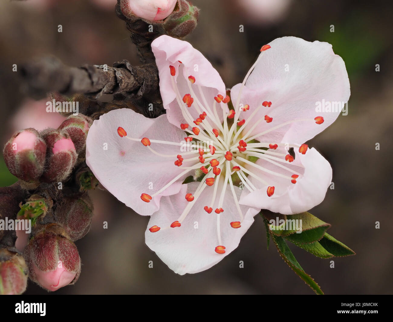 Frühling Blumen Serie, Makroaufnahme einer schönen Pfirsichblumen isoliert auf grauem Hintergrund, konzentrierte sich auf die roten Staubfäden. Stockfoto