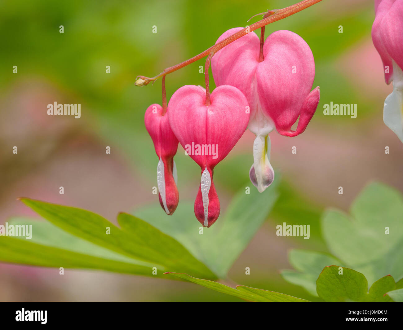 Fruhling Blumen Serie Tranendes Herz Blume Dicentra Spectabilis Stockfotografie Alamy
