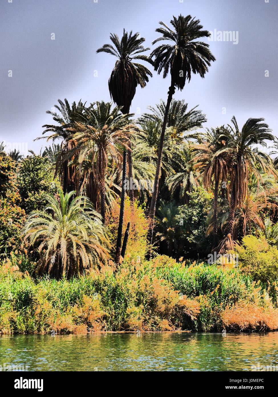 Hoher Kontrast gedreht mit üppiger Vegetation und hohen Palmen an fruchtbaren Ufern des Flusses Nil, Ägypten Stockfoto