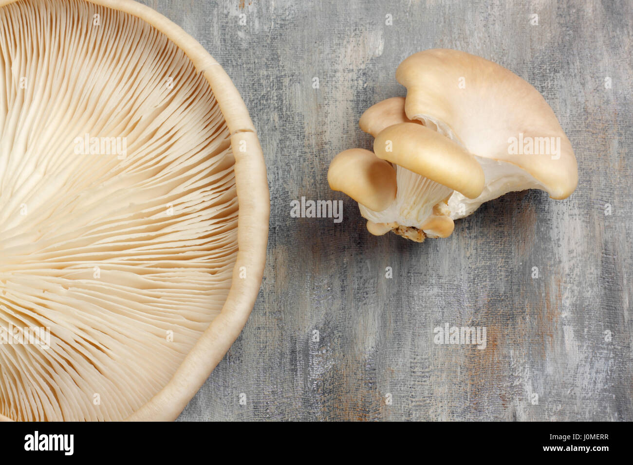 Austernpilze über bemalte Textilien Hintergrund. Draufsicht. Stockfoto