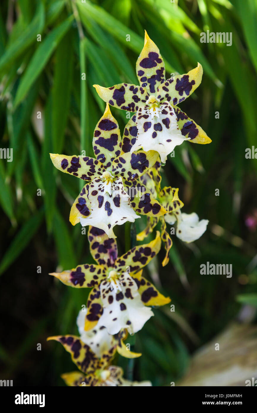 Orchidee Exemplar in einem botanischen Garten Stockfoto