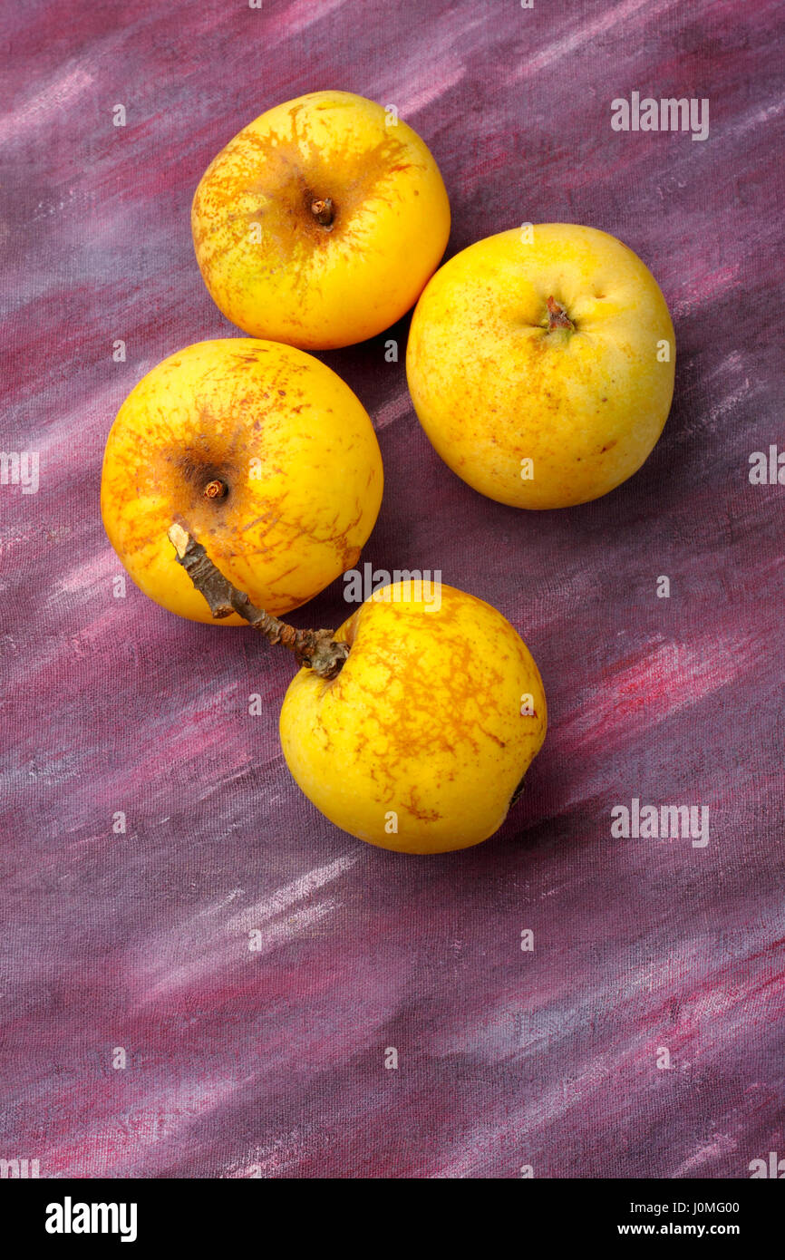 Vier gelbe Bio-Äpfel aus halbwilden Anbau über bemalte Textilien Hintergrund. Draufsicht. Stockfoto