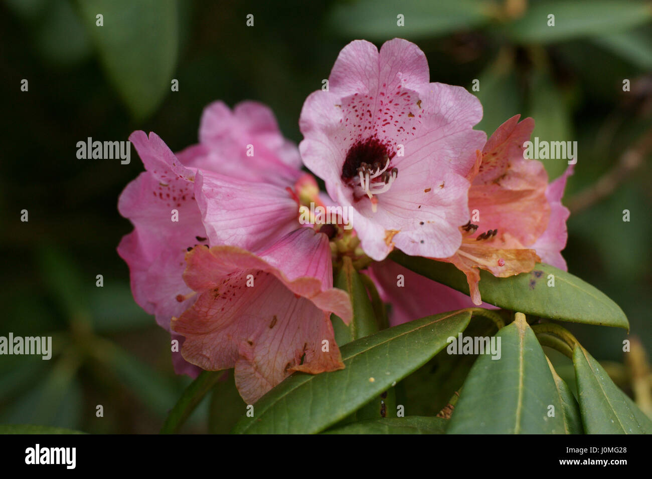 Rhododendron sutchuenense Stockfoto