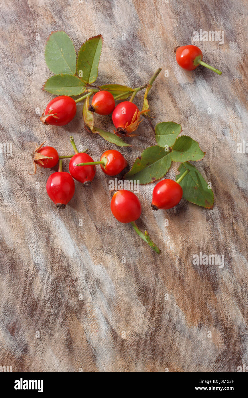 Wilde rose Früchte mit Laub über bemalte Textilien Hintergrund. Draufsicht. Stockfoto