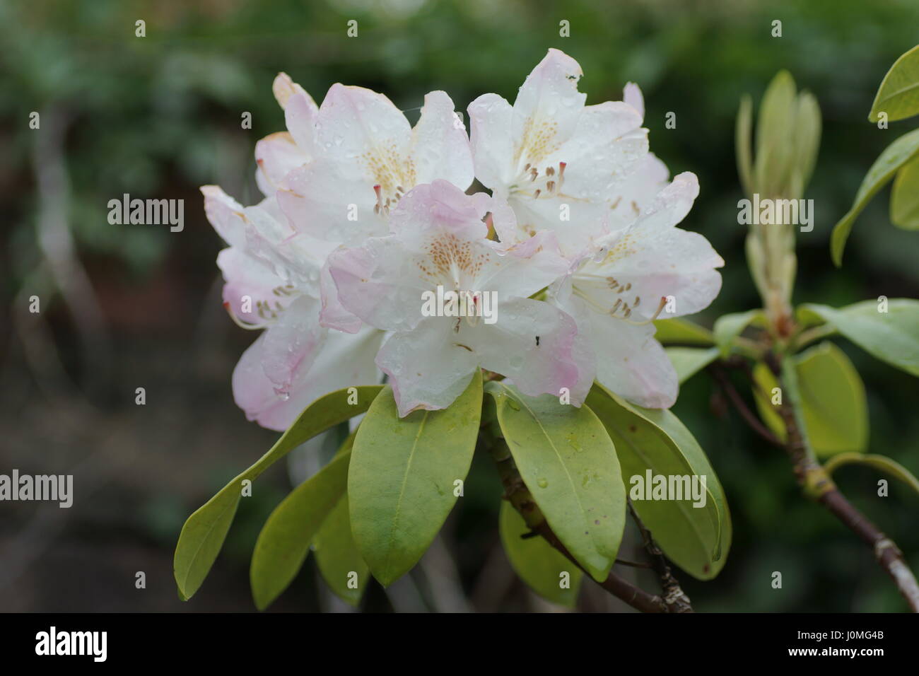Rhododendron "Süße Einfachheit" Stockfoto