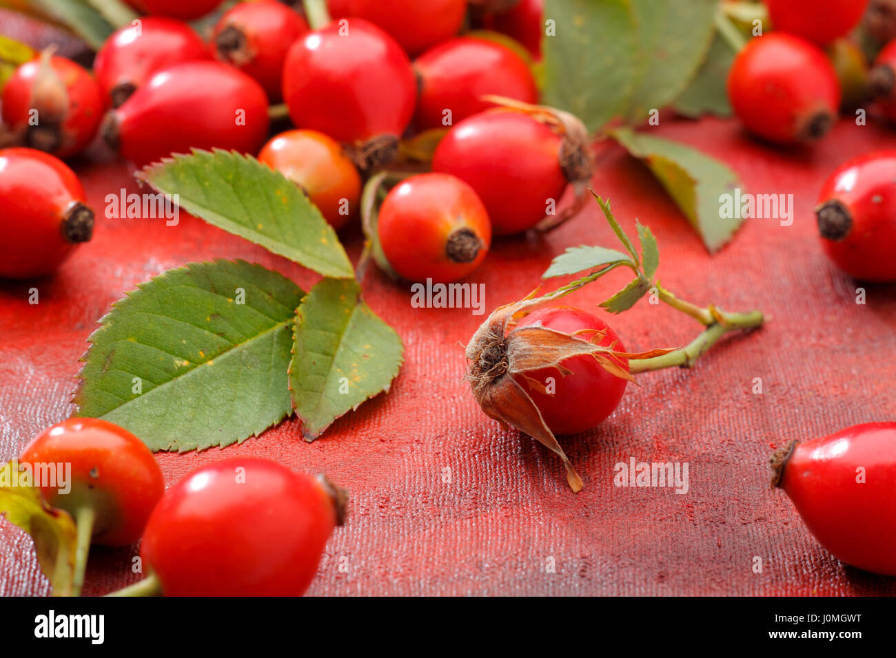 Wildrose Früchte Früchte auf rot bemalte Textilien Hintergrund liegend Stockfoto