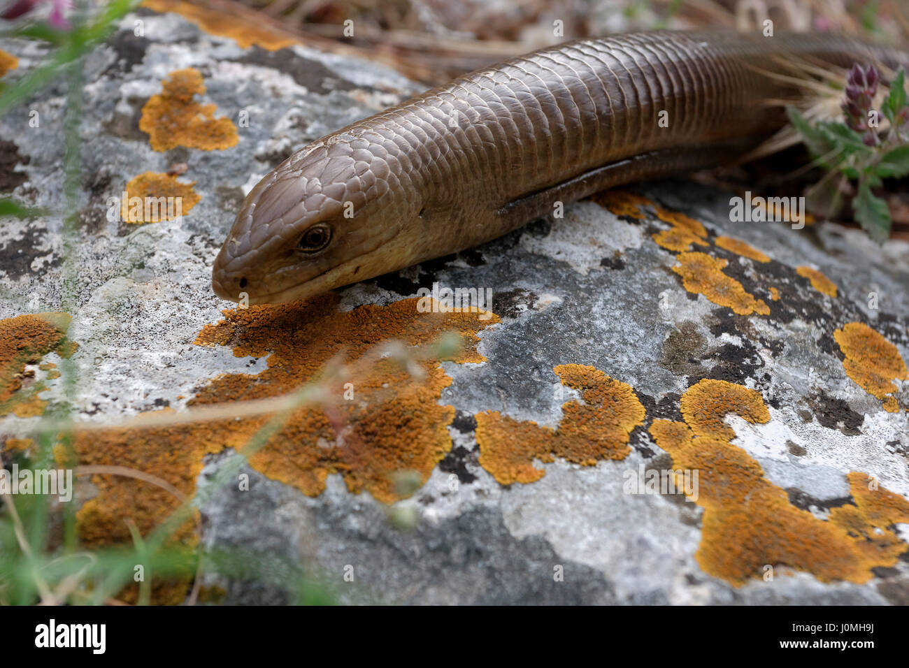 Die sheltopusik auf dem Felsen von der Insel Mljet, Kroatien Stockfoto