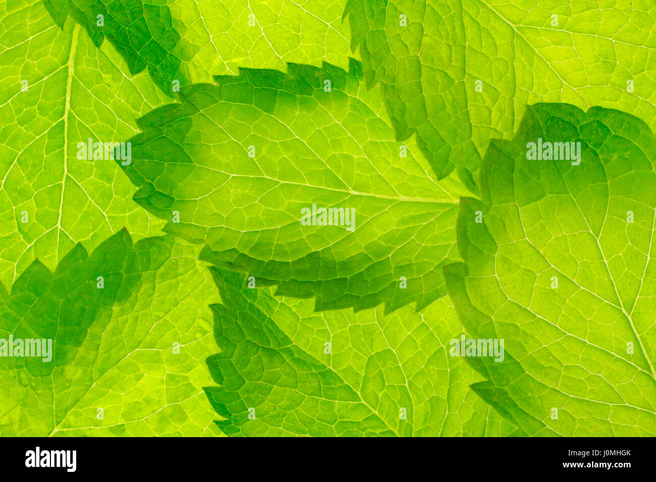 Pfefferminze Blätter Muster. Hintergrundbeleuchtung, Nahaufnahme. Stockfoto