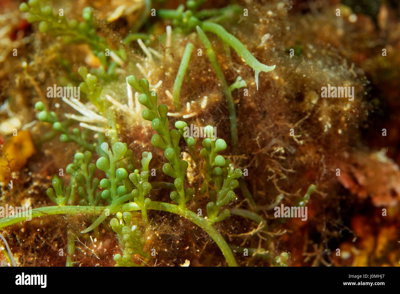 Algen Caulerpa cylindracea auf Mljet, der Adria in Kroatien Stockfoto