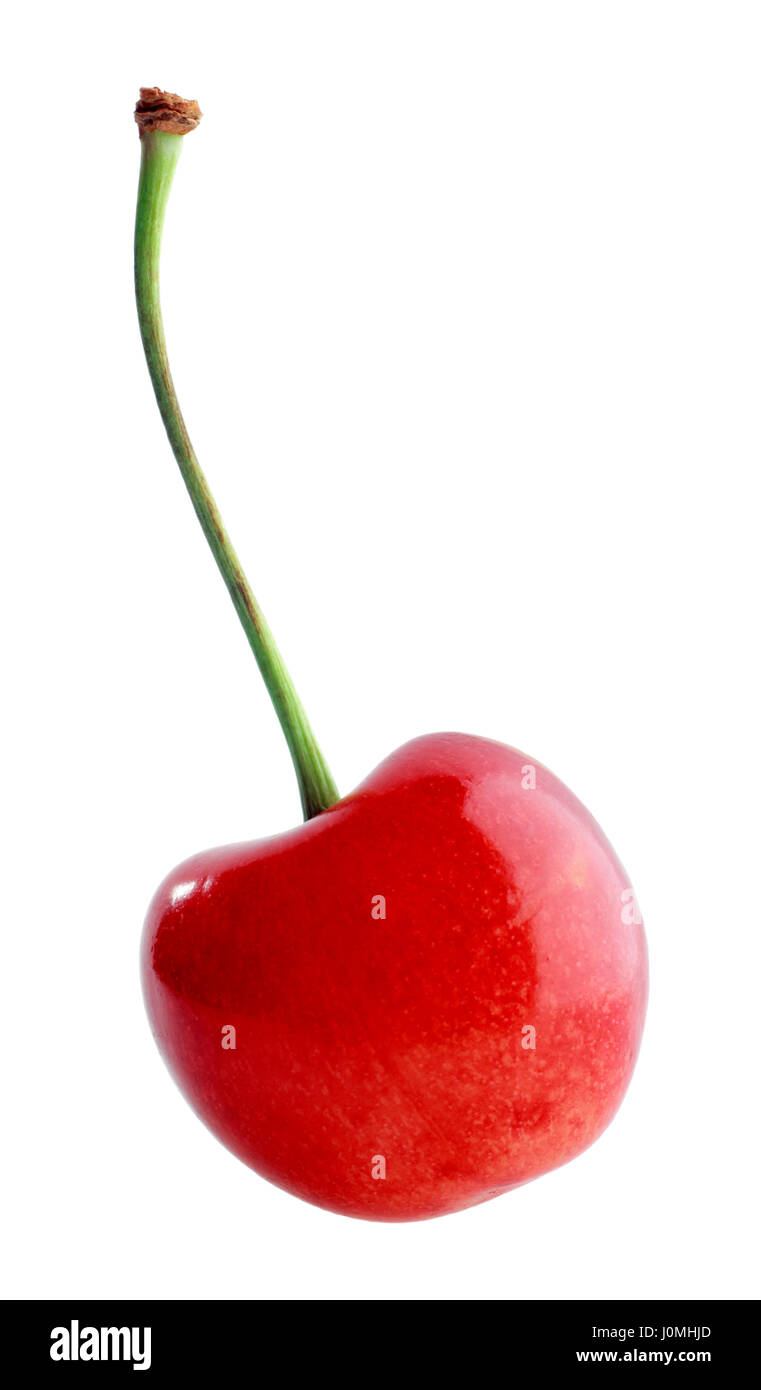 Einzelne Süßkirsche auf weißem Hintergrund Stockfoto