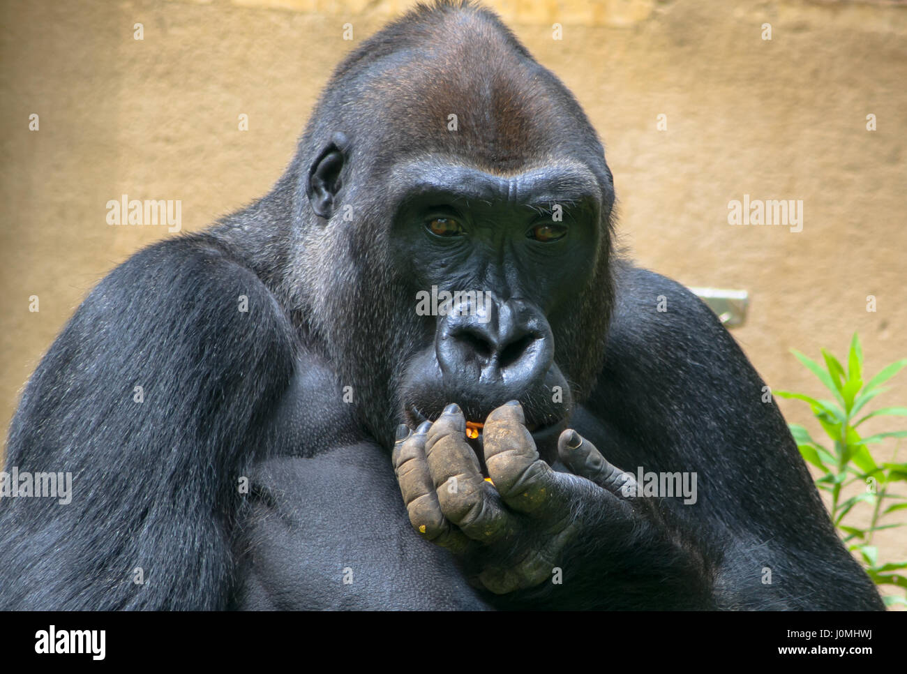 Ein Gorilla isst. Stockfoto