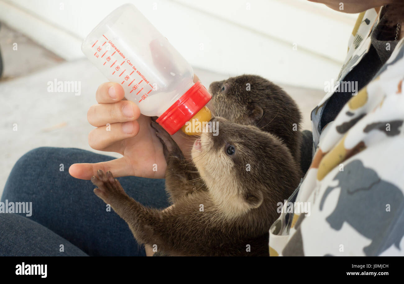 Tierpfleger füttern Baby Otter mit Milchaustauscher Stockfoto