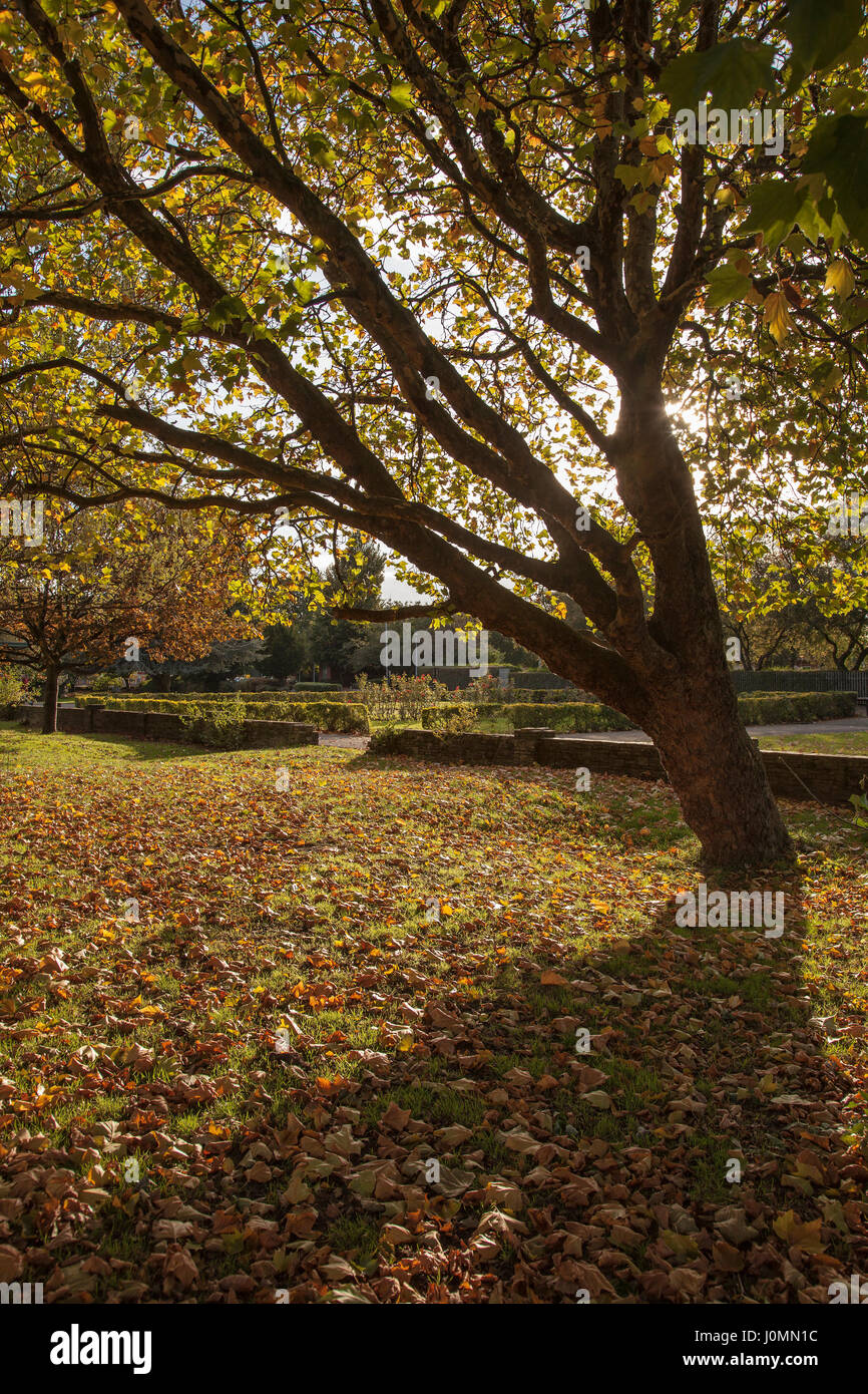 Herbst gefleckten Licht durch Bäume Blätter auf dem Boden Stockfoto