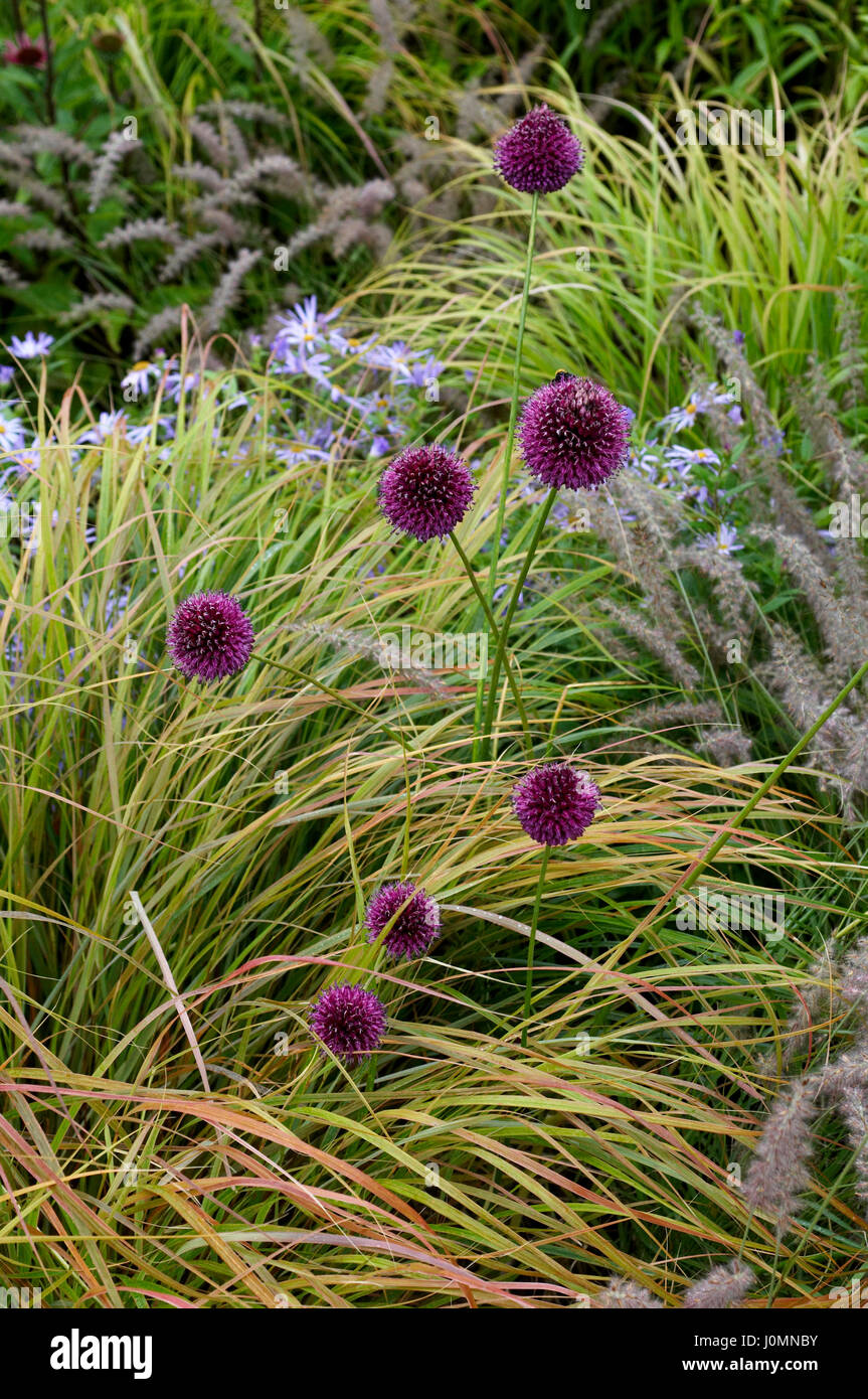 Detail von einem gemischten Beet mit Allium und Gräsern Stockfoto