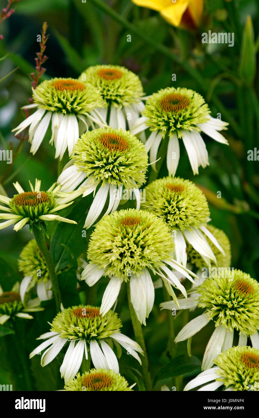 Nahaufnahme von Echinacea 'Coconut Lime' Stockfoto