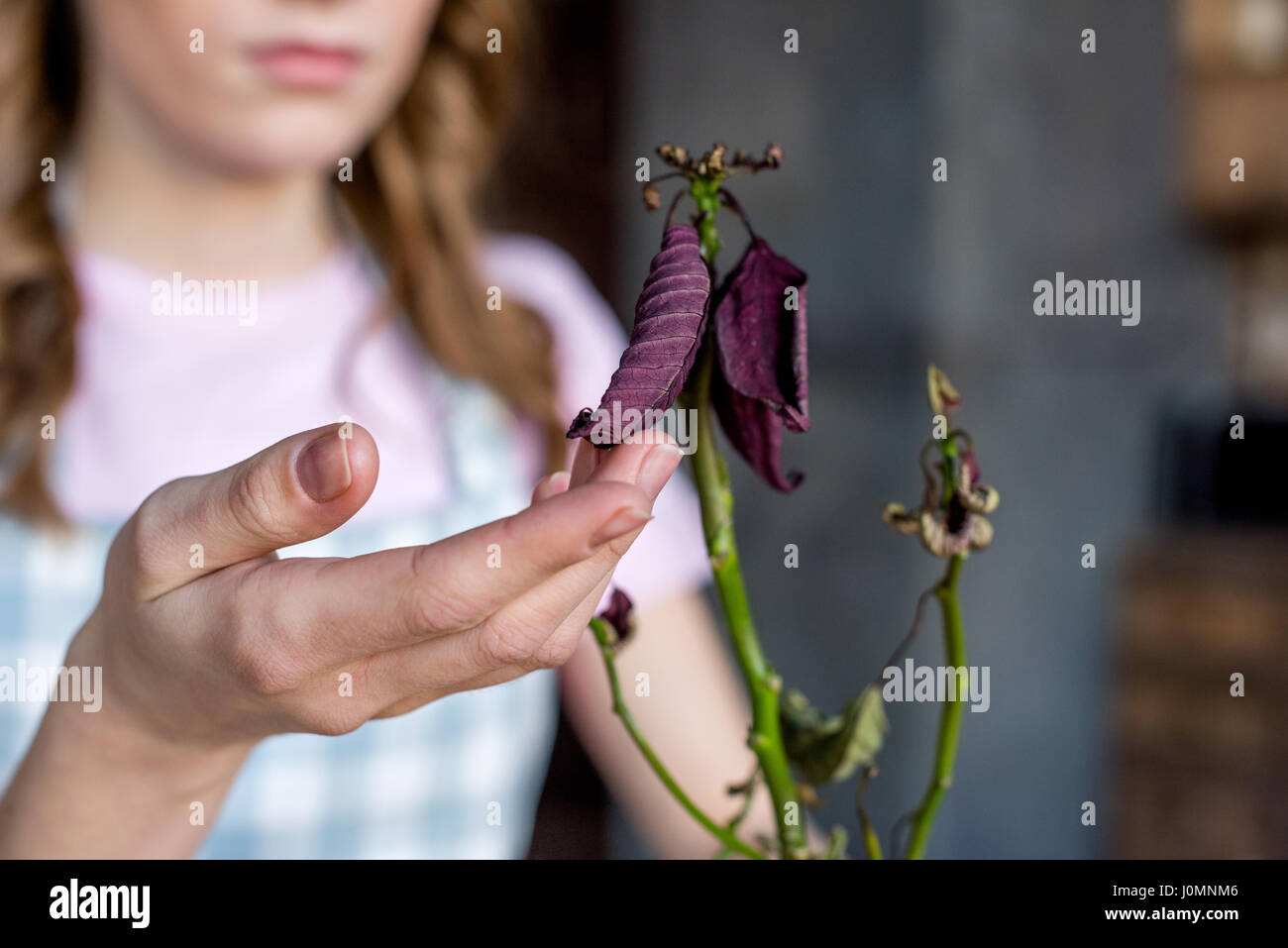 junge Frau berühren getrocknete Blätter der Pflanze, Fokus auf Vordergrund Stockfoto