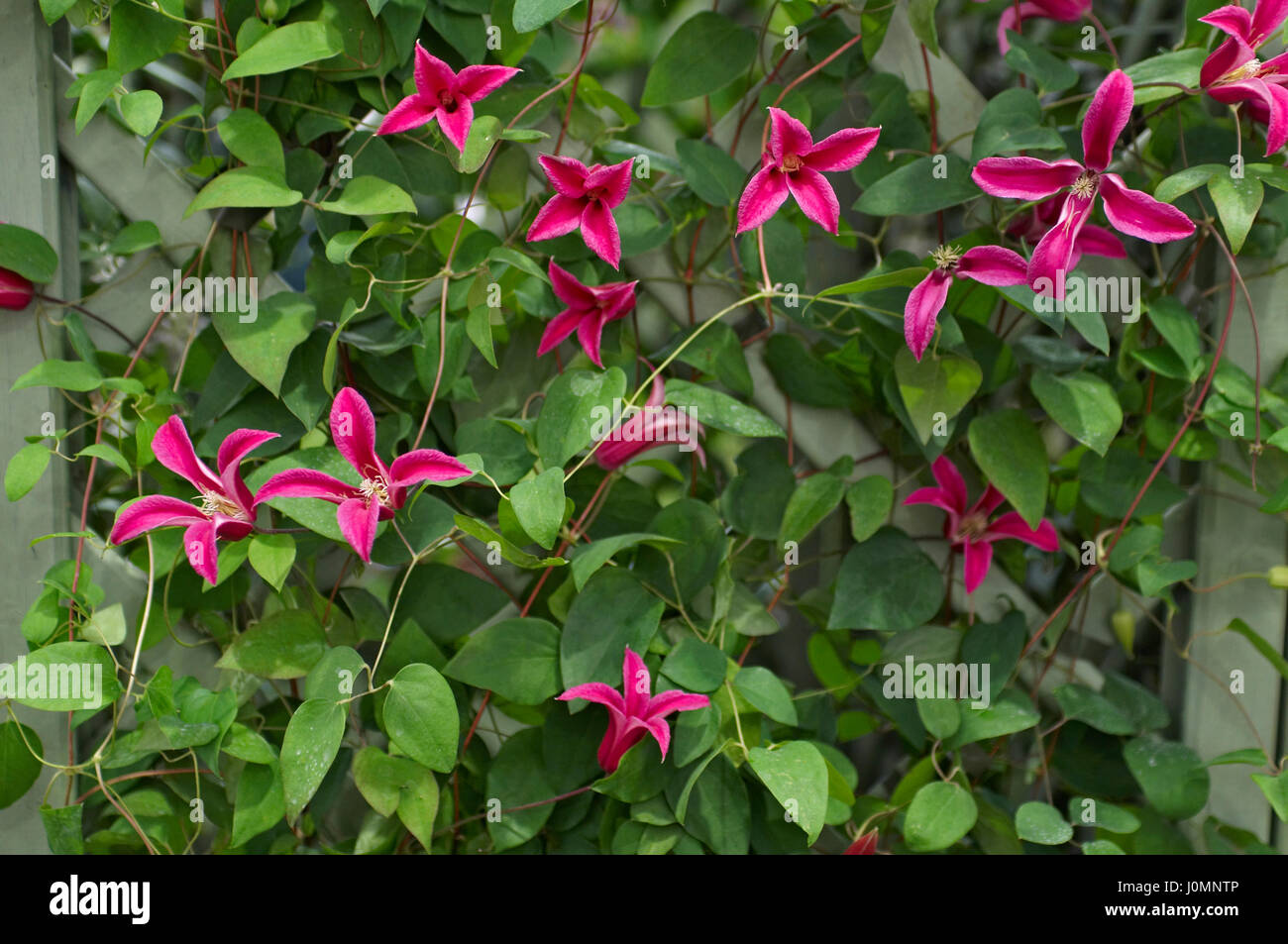 Clematis 'Princess Diana' Stockfoto