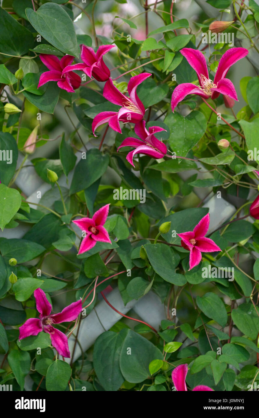 Clematis 'Princess Diana' Stockfoto