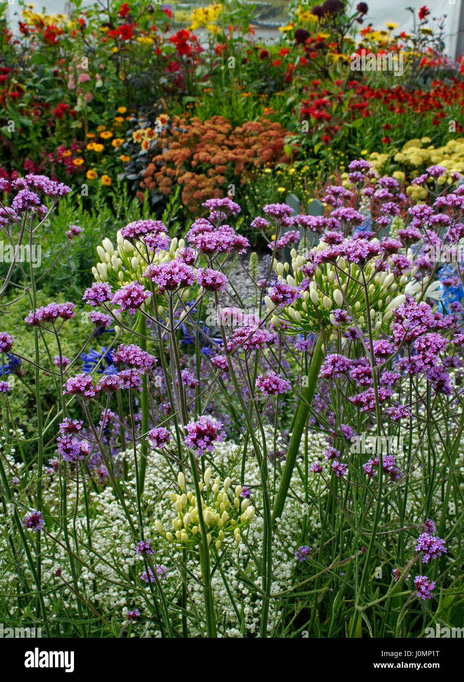 Bunte Garten Grenze mit Vebena Bonariensis im Vordergrund Stockfoto