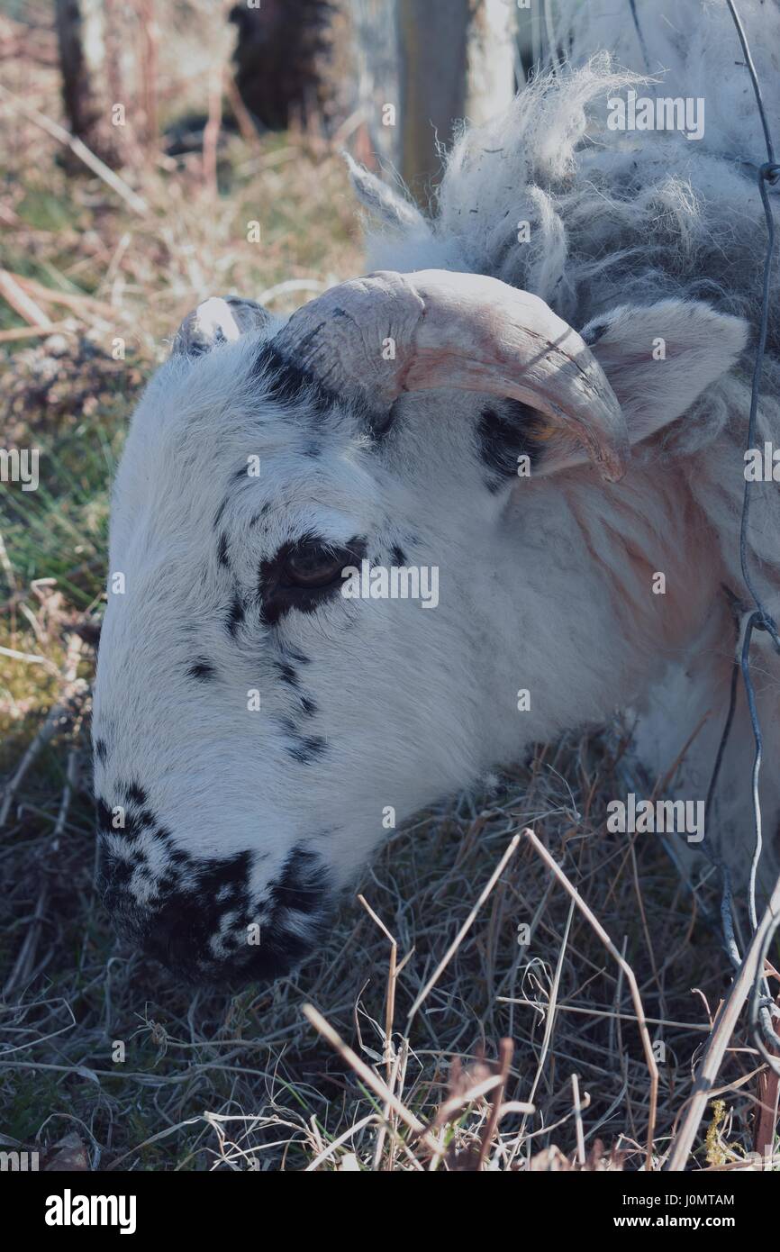 Rettende stecken Schafe Stockfoto