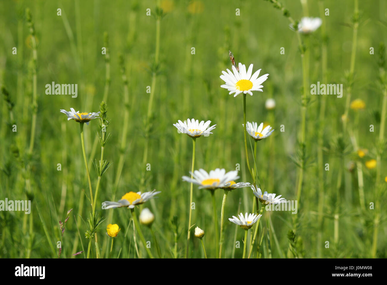 weißen Wildblumen mit Tau am Blatt Stockfoto