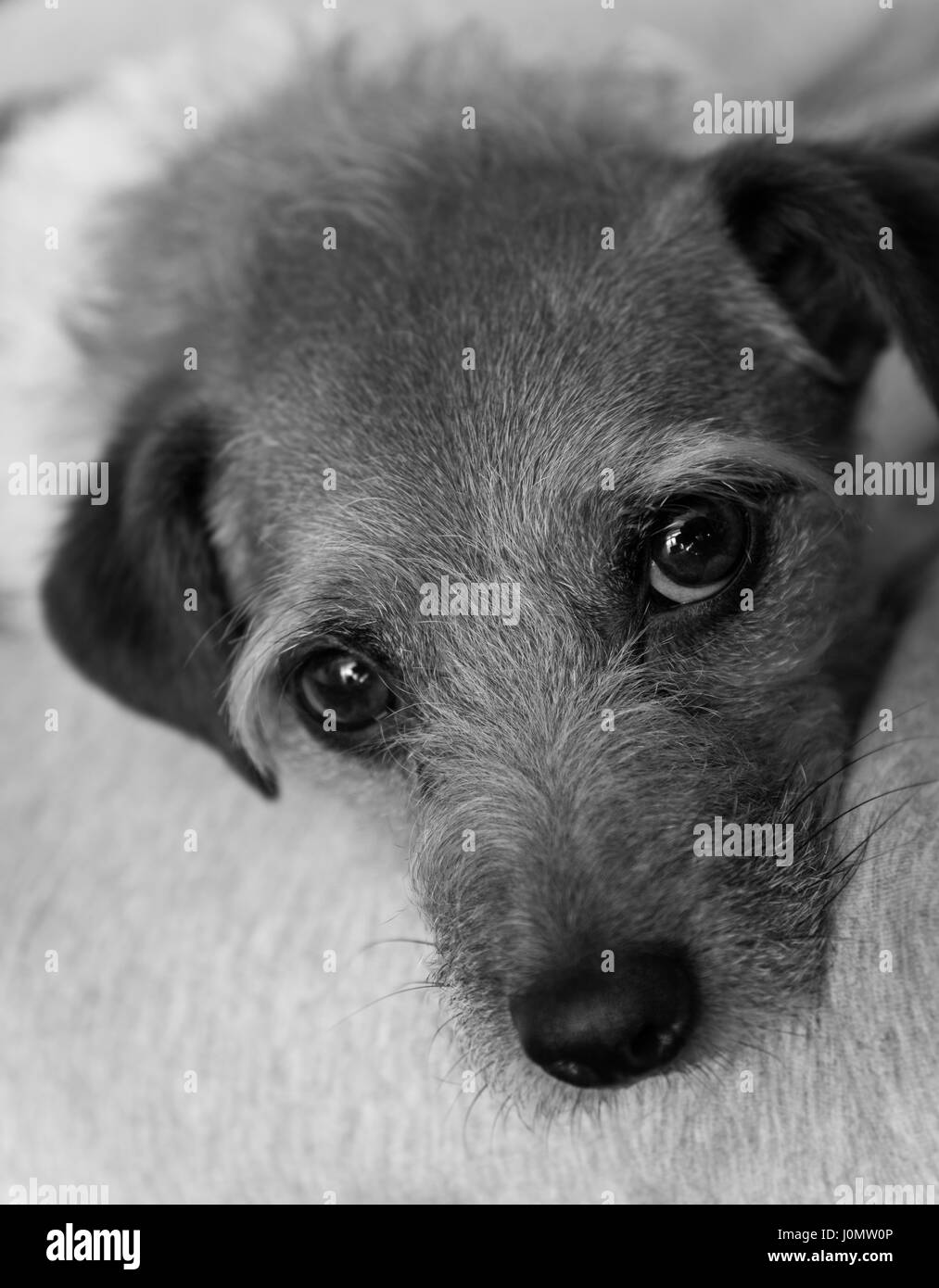 Schwarz / weiß-Jack-Russell-Terrier Stockfoto