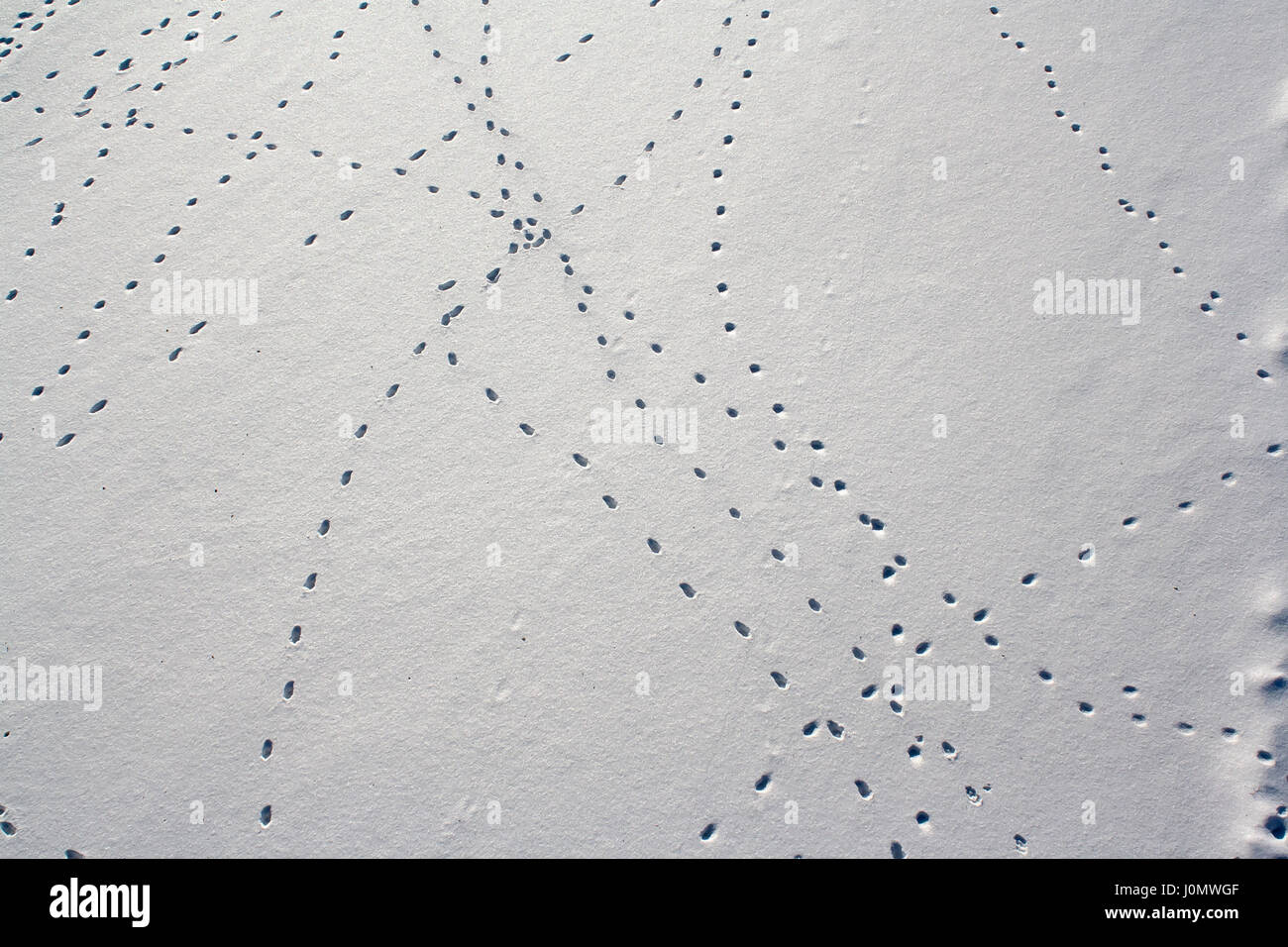 Ketten von Pawprints im Schnee Stockfoto