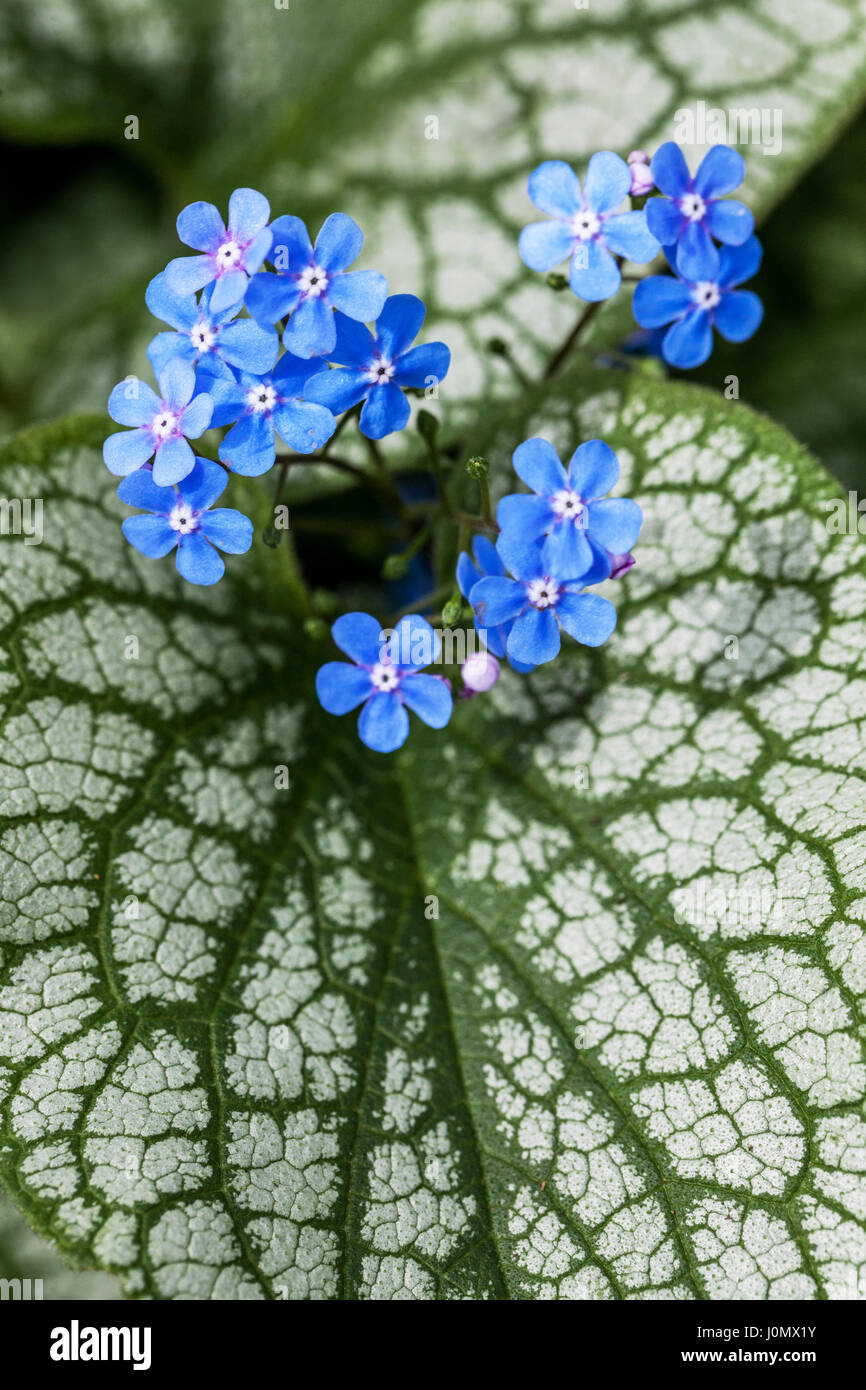 Sibirische bugloss Brunnera macrophylla Jack Frost Stockfoto