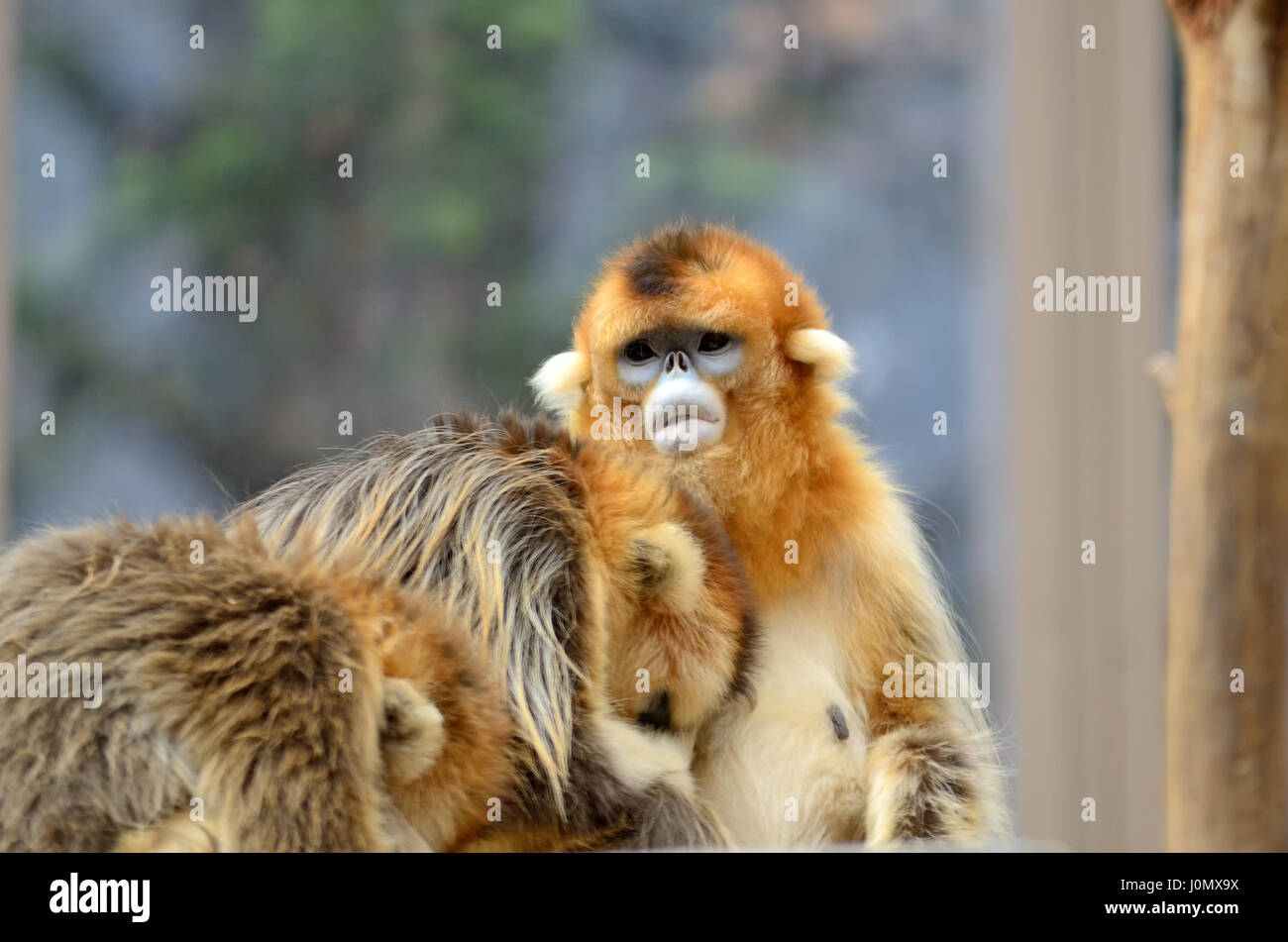 Goldene stupsnasige Affe selektiven Fokus Stockfoto