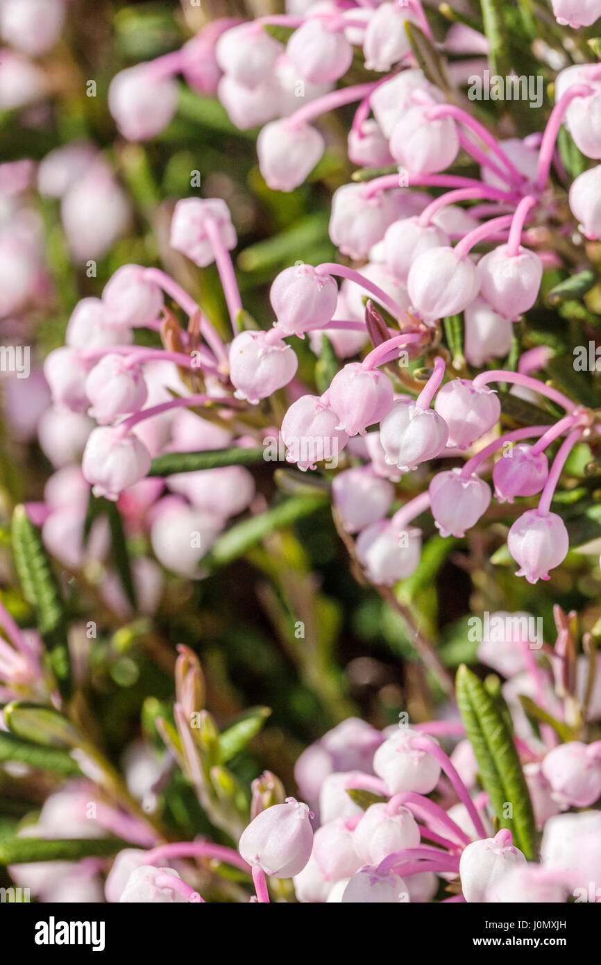 Moorrosmarin, Andromeda polifolia in Blüte Andromeda „Blaues Eis“ Stockfoto