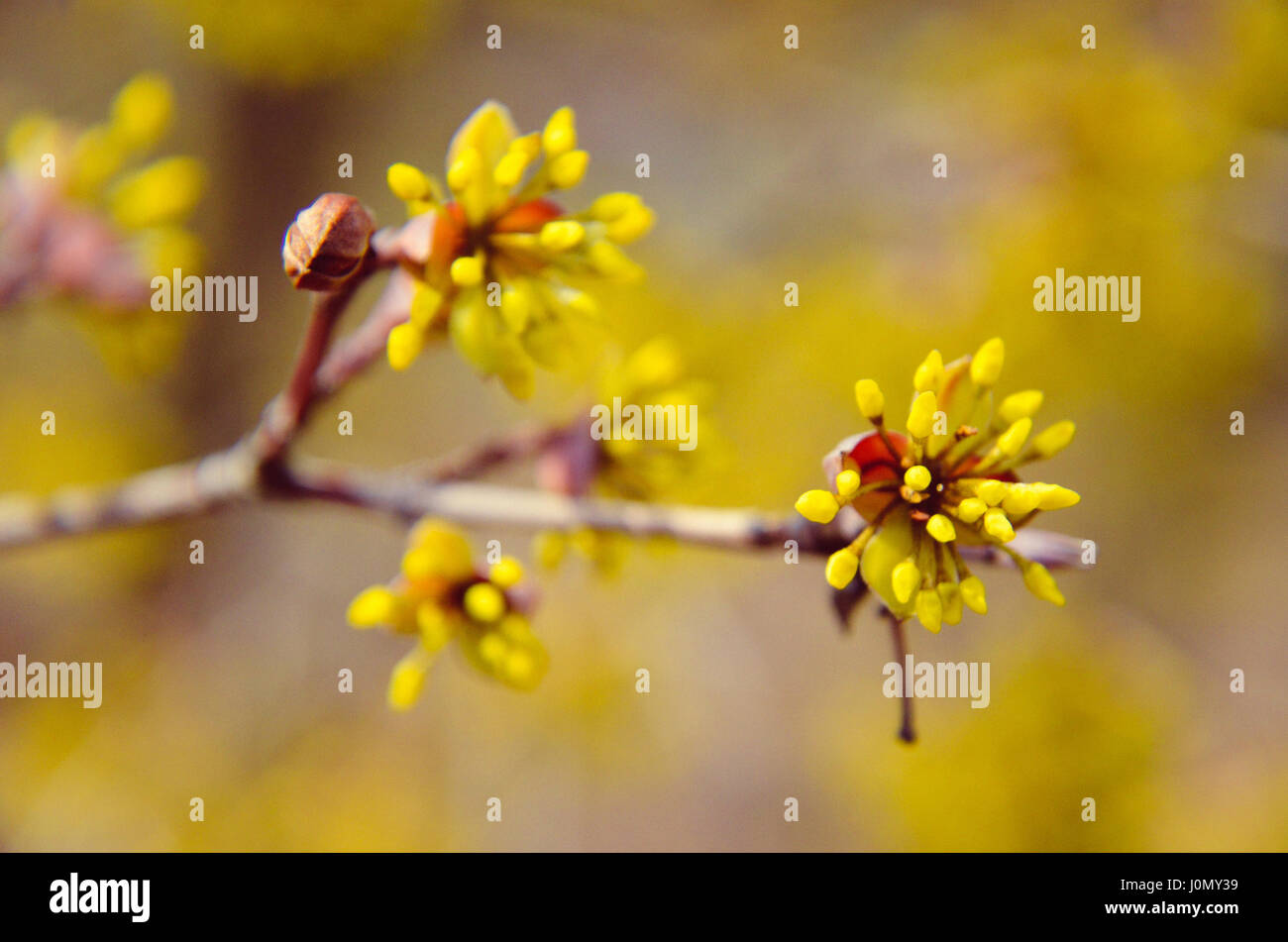 Europäische Cornel Baum Bossom mit gelben Blüten Stockfoto